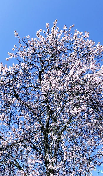 květ, divoká třešeň, strom, Třešňový květ, kvetoucí větve, kvetoucí, jaro, brzy bloomer, zahrada, Příroda, flóra