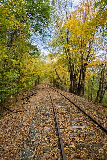 autumn, forest, landscape, railway, train, fall, foliage, path, travel, trees, leaves