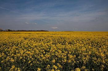 yellow Flowers, oil Seed Rape, feild, osr, plants, yellow Plants, farmland, farm Land, oil, seed, countryside