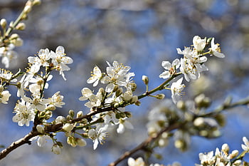 plum Blossom, blossom, bloom, plum Tree, nature, branches, plum, fruit Tree Blossom, bud, sunny, plum Buds