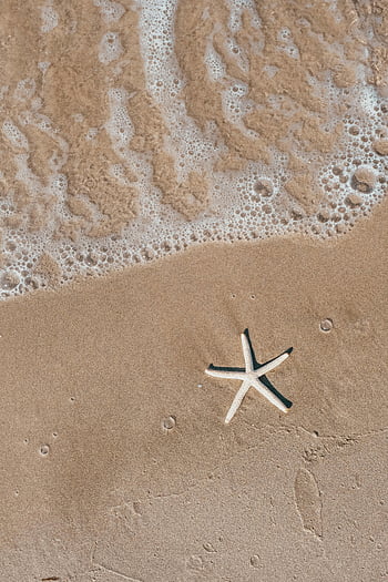 étoile de mer, plage de sable, vagues douces, la beauté de la nature, scène calme, vagues de l'océan, scène de plage, étoile de mer sur le sable, beauté côtière, photographie de plage, tranquillité en bord de mer