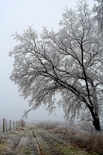 winter, forest, nature, cold, fog, wintery, trees, landscape, mood, snowy, mystic