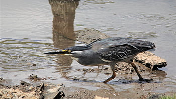 striated Heron, wading, desktop Backgrounds, water, bird, watching, waterhole, mangrove, little, green, backed