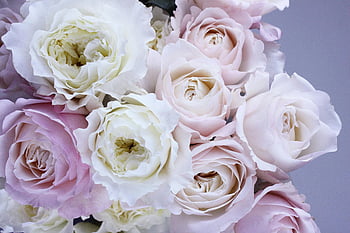 Mawar putih, Mawar merah muda pastel, Bunga close-up, kecantikan yang halus, Bunga yang elegan, Bunga putih dan ungu, warna lembut, karangan bunga, bunga romantis, Bunga resolusi tinggi, fotografi alam