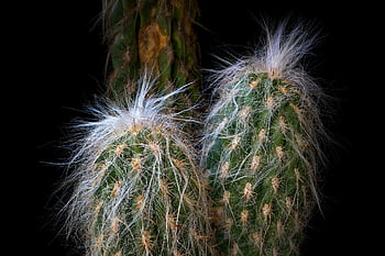 cactus-cactacea-hairy-cactus-nature-black-background-arborescent-spiny-hairy-plant-succulent-plant-thumbnail.jpg