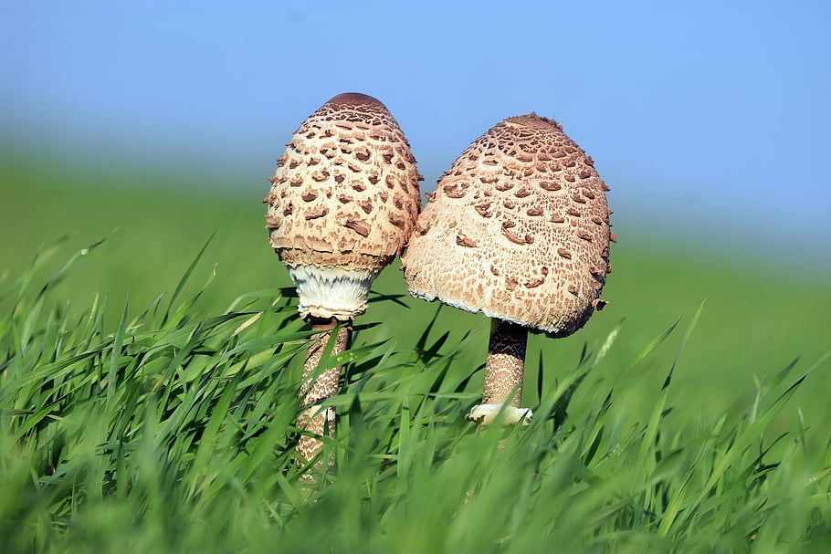 mushrooms, kite, field, rye, sky, food