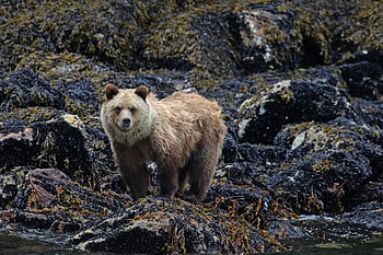 medvěd, grizzly, Kanada, volně žijících živočichů, zachování, Příroda, Britská Kolumbie, zvíře, ikonický