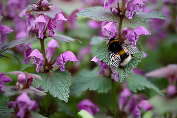 dark Bumblebee, spotted Deadnettle, dead Nettle, bumblebee, insect, bombus Terrestris, lamium Maculatum, pollinate, nectar, pollination, world Bee Day