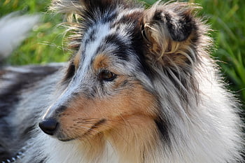 dog, female Dog, shetland Sheepdog, dog Pure Breed, princess Bitch Blue, dog Blue Eyes, muzzle End, mammal, nature, canine, doggie