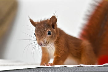 squirrel, cub, small, young, cute, rodent, furry, sitting, button Eyes, animal, nature