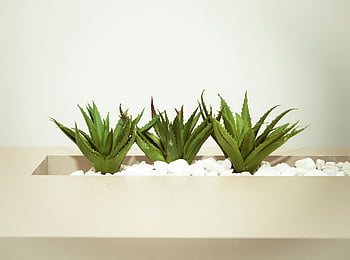 three green aloe vera plants, minimalist planter, white stones, aloe vera, indoor plants, succulents, modern decor, greenery, indoor gardening, minimalist design, white pebbles