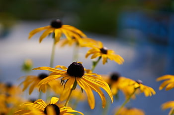coneflowers, květiny, zahrada, žluté květy, okvětní lístky, květinové tapety, krásné květiny, žluté okvětní lístky, květinové pozadí, bloo, květ