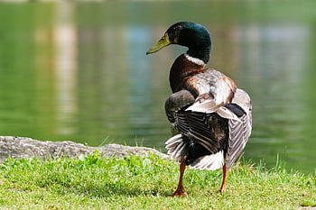 wilde eend, eend, vogel, waterwild, watervogel, dier, gevederte, dieren in het wild, lakeside, natuur