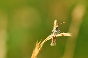 motýl, aurora motýl, hmyz, motýlů, křídlo, létající hmyz, Příroda, nahrávání přírody, zblízka, makro, volně žijících živočichů