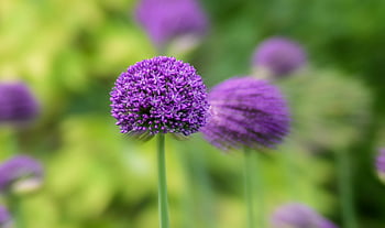 violet flori allium, Fotografie de focalizare selectivă, Close-up vibrant, floare purpură petaled, fundal verde luxuriant, flori ce înfloresc, Allium înflorește, fotografie florală, fotografia naturii, violet flori, flori de gradina