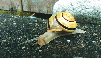 brown and beige snail, yellow garden snail, spiral shell, textured ground, detailed photo, snail shell, garden snail, snail on ground, snail close-up, snail texture, snail shell pattern