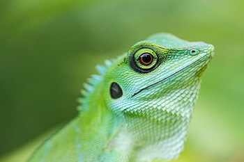 lucertola crestata verde, rettile, animale, lucertola, natura, fauna, tropicale, giungla, ritratto, Singapore, iguana