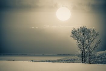 talvi-, lumi, ala, Puut, aurinko, auringonvalo, taivas, pilviä, sumu, luminen, puiden lehto