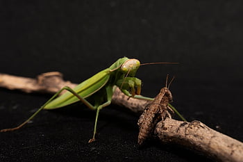 mantide, mantide religiosa, insetto, cavalletta, natura, rovartan