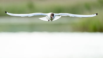 bird, flying, animal, feather, nature, wildlife, wing, flight, fly, freedom, single