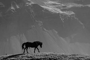 dier, paard, zoogdier, soorten, fauna, IJsland, natuur, paarden, zwart en wit, vijf, legged