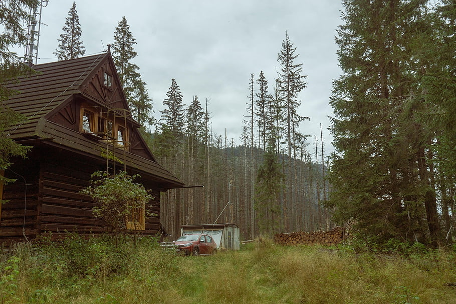 house, cabin, forest, trees, wooden, old, nature, landscape