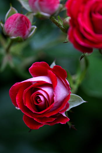 rose, blossom, bloom, bud, rose Blossom, petals, nature, flora, garden, bush Rose, beauty
