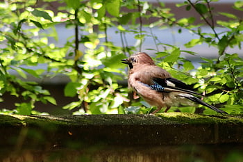 jay, raven Bird, bird, plumage, animal, wing, nature