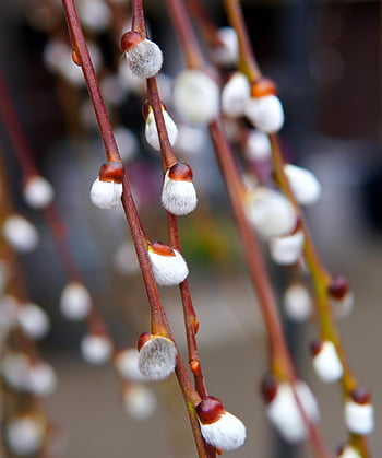 pást se, willow catkin, jehnědy, jarní probuzení, velikonoční, botanika, Příroda, růst