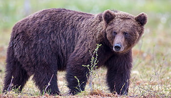 bear, grizzly, animal, wildlife, grizzly Bear, brown Bear, male Bear, predator, mammal, beast, nature
