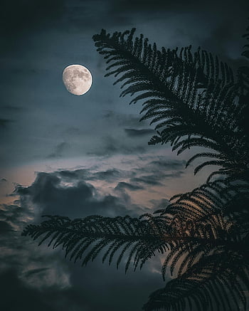 Moon, cloudy night sky, palm, tropical leaves, silhouetted, peaceful night scene, bright full moon, night photography, nature photography, serene landscape, moonlit night