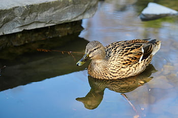 duck, mallard, water Bird, bird, pond, animal, nature, lake, wildlife