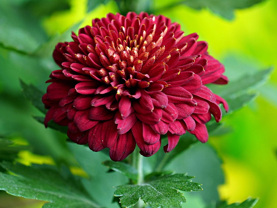 chrysanthemum, flower, plant, red Flower, petals, flower Wallpaper, beautiful Flowers, flower Background, bloom, nature, closeup