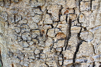 bark surface nature, background, brown, close-up, detail, dry, environment, forest, line, material, natural