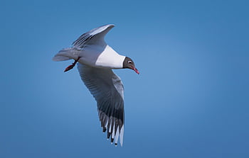 Möwe, Vogel, Tier, fliegender Vogel, Flug, Seevogel, Tierwelt, Schnabel, Gefieder, Vogelkunde, Vögel beobachten