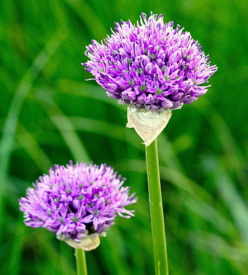 flower, ornamental Onion, allium, plant, purple, blossom, bloom, spring, nature, flora