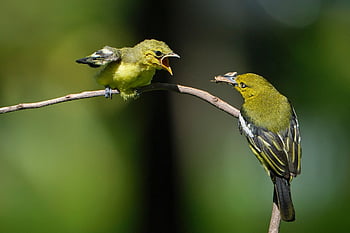 ptaki, raczkujący, karmienie, matka i dziecko, młode zwierzę, aves, ptaków, ornitologia, obserwowanie ptaków, Zwierząt, świat zwierząt