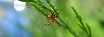 spider, arachnid, spider Web, cobweb, web, orb, weaver, insect, bug, arachnophobia, nature