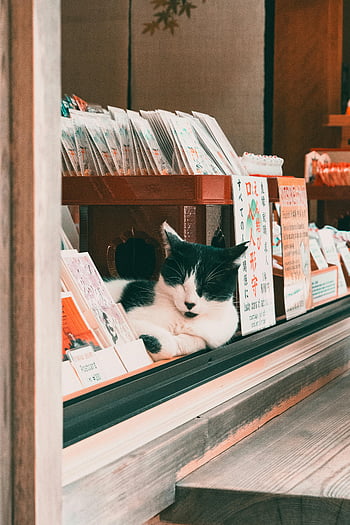 横になっている猫、 黒と白の猫、 昼寝猫、 ウィンドウ表示、 店の窓、 快適な猫、 ビジーウィンドウ、 窓の後ろの猫、 ウィンドウ内の猫、 店舗ディスプレイ、 窓辺で昼寝