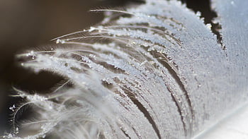 feather, fluff, frost, texture, pattern, macro
