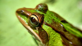 Green and Brown Frog, macro shot, frog eye, textured skin, detailed image, amphibian close-up, nature photography, wildlife macro, green frog, brown frog, frog texture
