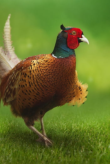 pheasant, bird, plumage, animal, animal World, nature, feathers, hahn, bill, tail Feathers, portrait