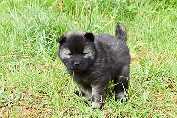 개, 강아지, 어린 개 eurasier, 남성 성가신 검은 마스크, 강아지 베이더, 동물, 자연, 홀딱 반할 만한, eurasier 강아지, 착한 애, 유라 제 강아지 나코