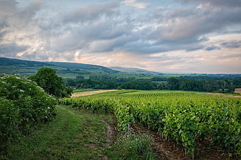 vinice, pole, venkovský, burgundské, Francie, krajina, kopců, vinná réva, plantáž, Příroda, venkov