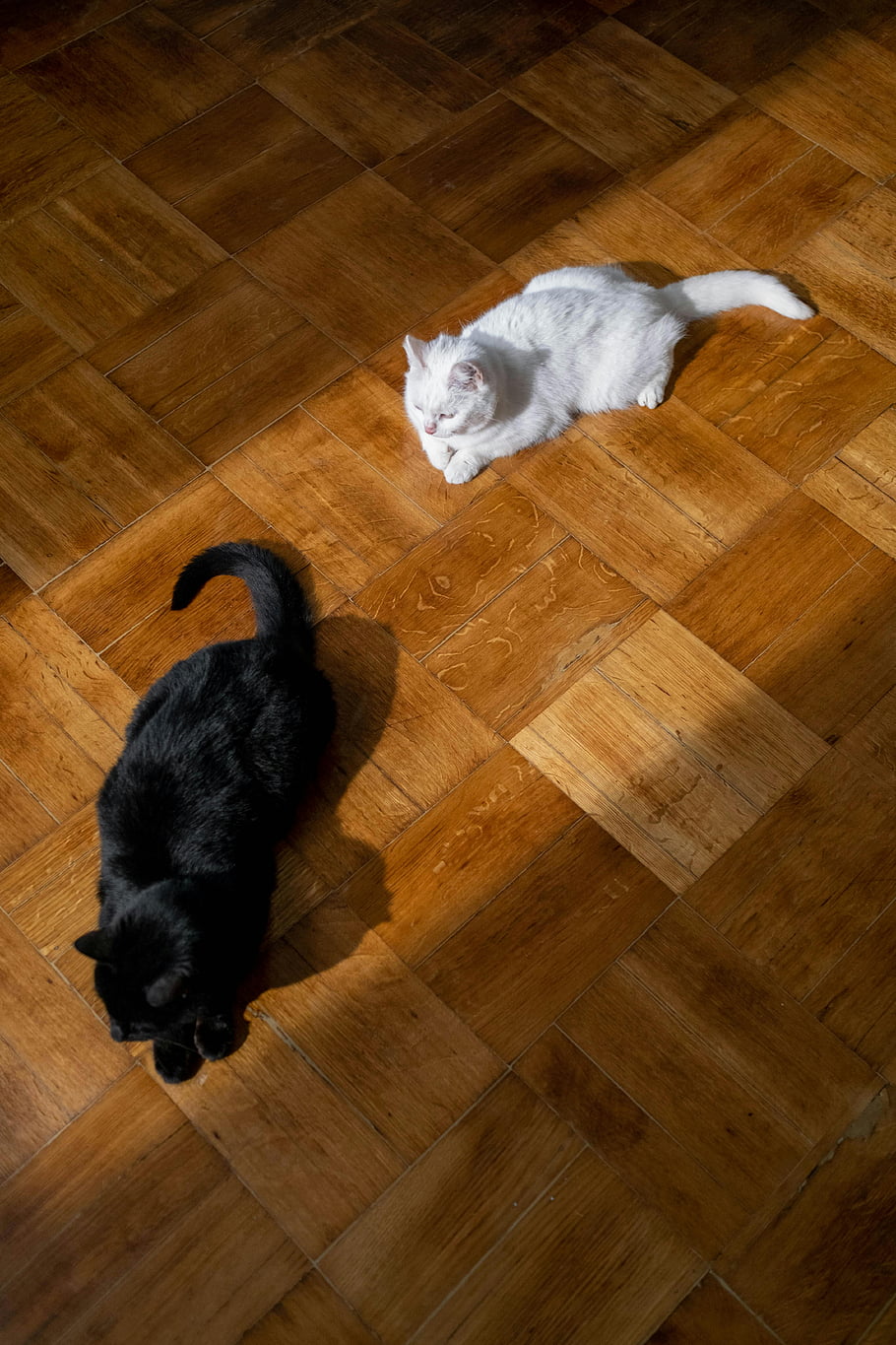 and white cats, wooden parquet floor, indoor cats, lounging cats, sunlight, black cat, white cat, indoor pets, parquet flooring, cats in sunlight, indoor animal photos