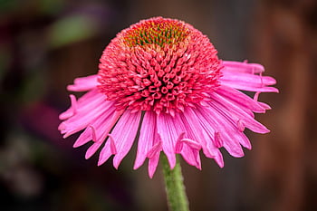 fialový coneflower, květ, rostlina, květinové tapety, Fialová hedgehog hlava, květinové pozadí, růst, letní, Příroda, flóra, dekorativní