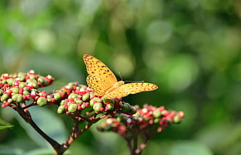 imperial Coat, butterfly, insect, imperial Mantle, edelfalter, close Up, nature, wildlife, lepidopterology, entomology