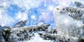 snowy Owl, fir, snow, perched, owl, bird Of Prey, bird, animal, raptor, wildlife, animal World