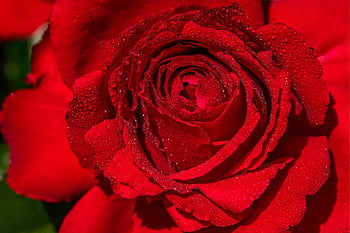 rosa, sfondo di fiori, rosso, fiore, fiorire, fioritura, amore, Buona festa della mamma, natura, bellezza, fiore di rosa