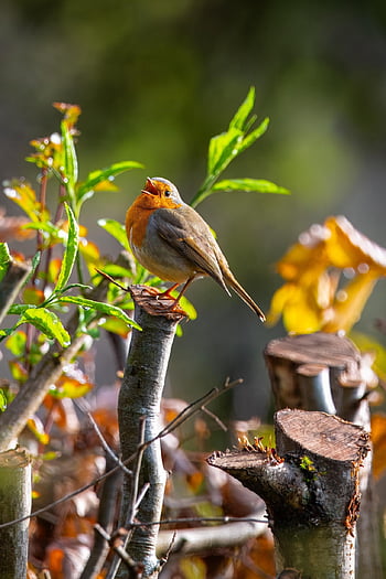 bird, robin, songbird, feathers, plumage, beak, animal, wildlife, winter, ornithology, bird Watching